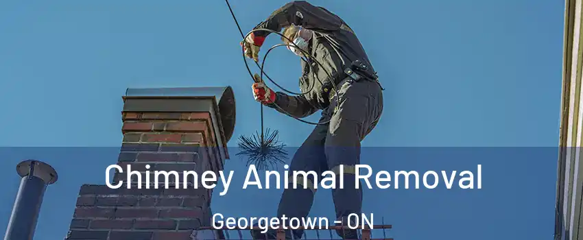  Chimney Animal Removal Georgetown - ON