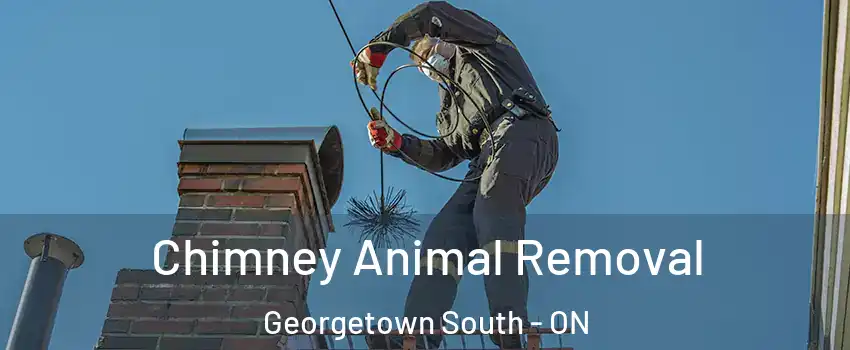  Chimney Animal Removal Georgetown South - ON