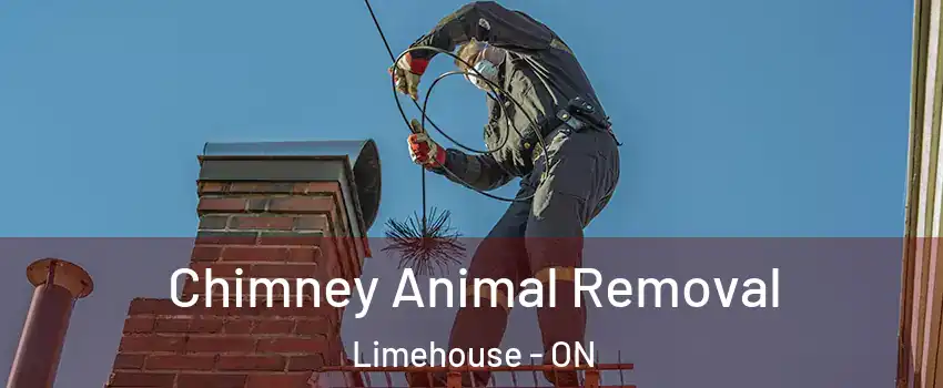  Chimney Animal Removal Limehouse - ON