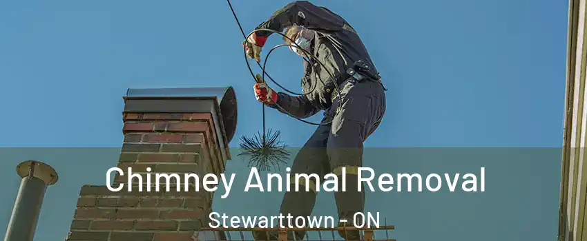 Chimney Animal Removal Stewarttown - ON