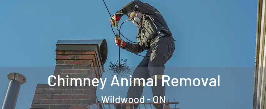 Chimney Animal Removal Wildwood - ON